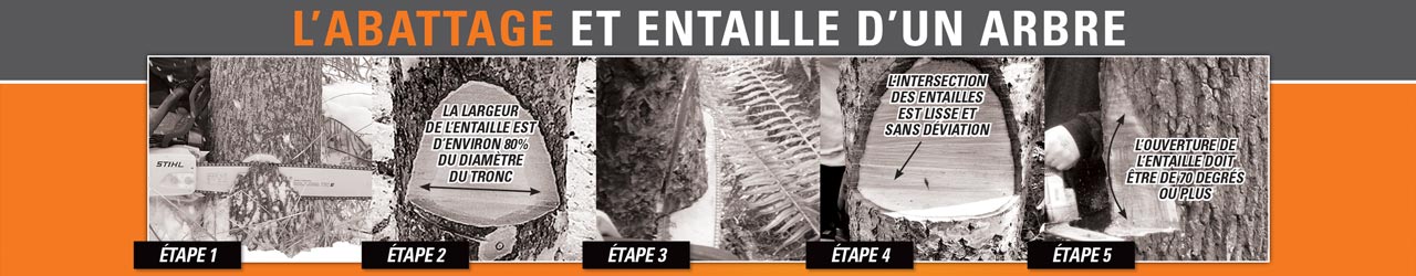 L’abattage et entaille d’un arbre