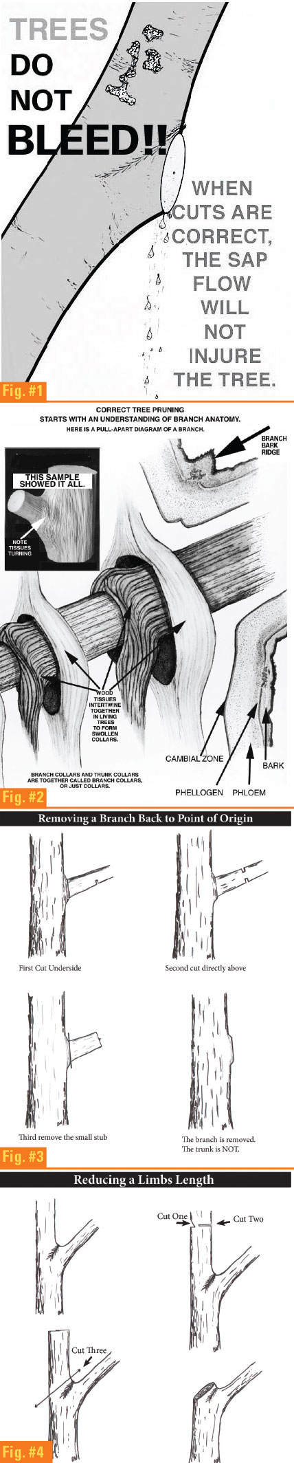 Pruning